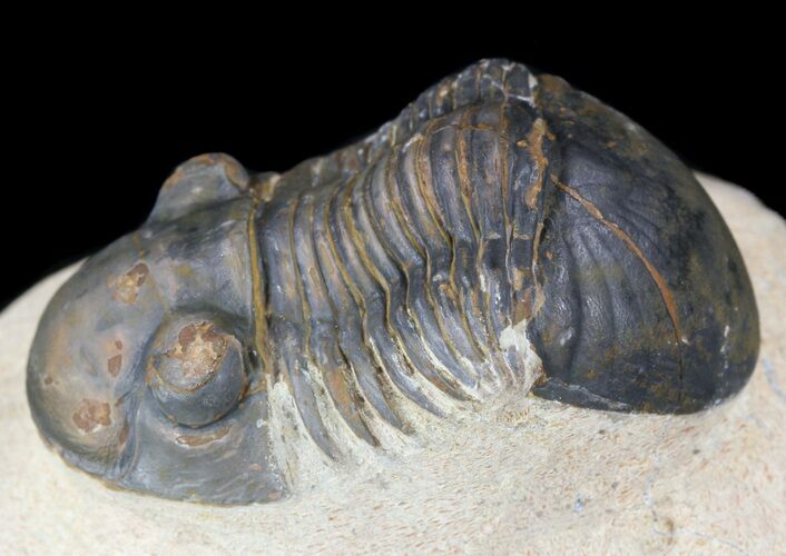 Paralejurus Trilobite Fossil - Foum Zguid, Morocco #53524